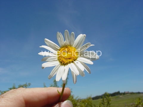 daisy, oxeye